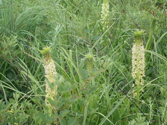 Eucomis comosa