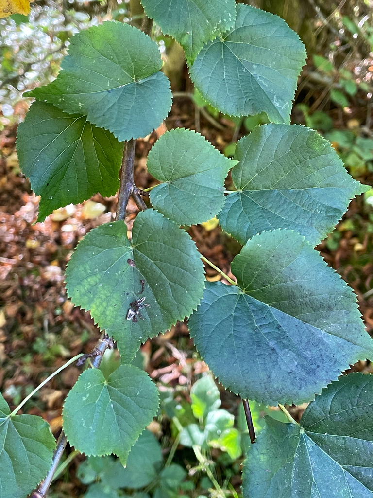 Tilia cordata