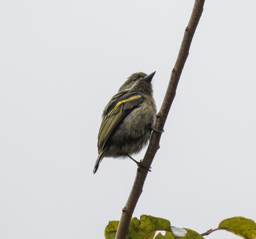 Moustached Tinkerbird (Pogoniulus leucomystax), photo 8