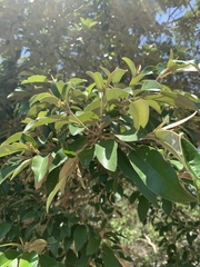 Croton gratissimus gratissimus
