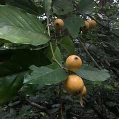 Posoqueria latifolia