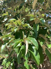 Croton gratissimus gratissimus