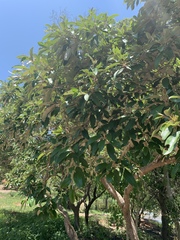 Croton gratissimus gratissimus