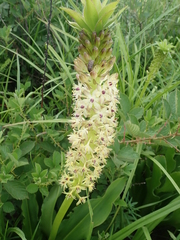Eucomis comosa