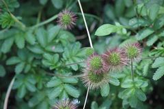 Acaena ovalifolia