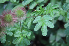 Acaena ovalifolia