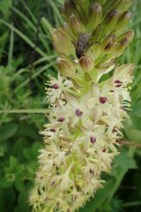 Eucomis comosa