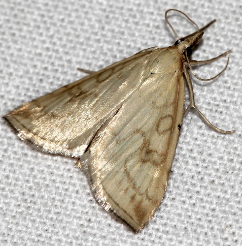 Geltonoji Udėja nuotrauka