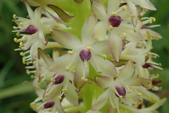 Eucomis comosa