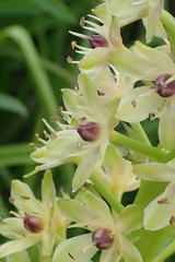 Eucomis comosa