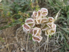 Cymopterus