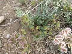 Cymopterus