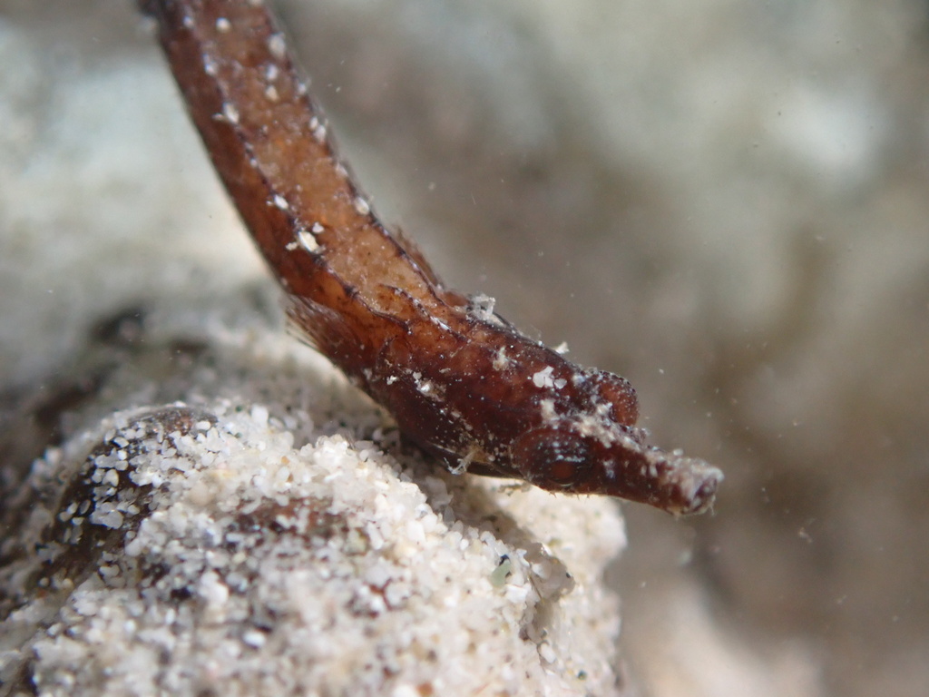 Anderson's pipefish (Micrognathus andersonii) — Syngnathidae