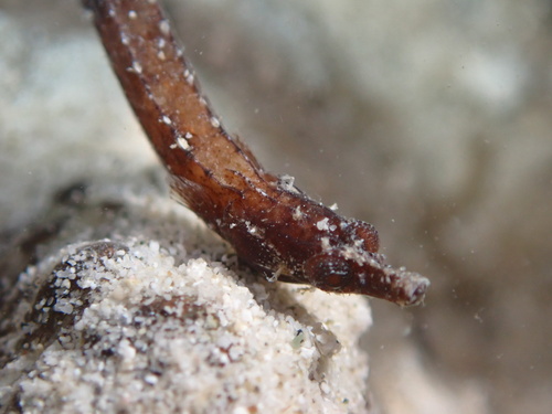 Anderson's pipefish (Micrognathus andersonii) — Syngnathidae