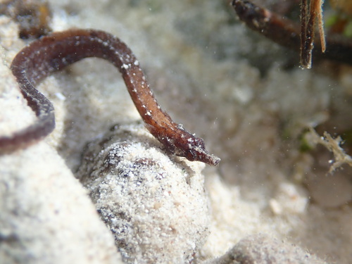 Anderson's pipefish (Micrognathus andersonii) — Syngnathidae — 4