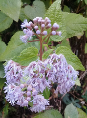 Aristeguietia lamiifolia