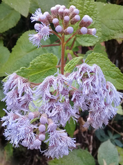 Aristeguietia lamiifolia