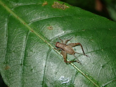 Cardiodactylus guttulus