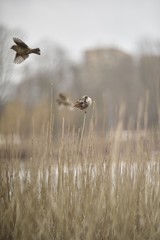 Passer domesticus