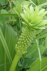 Eucomis comosa