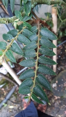 Phyllanthus salviifolius