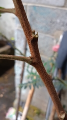 Phyllanthus salviifolius