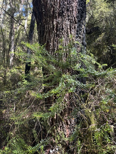 Veronica subfulvida observed 2025-10-21