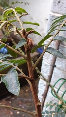 Phyllanthus salviifolius