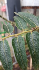 Phyllanthus salviifolius