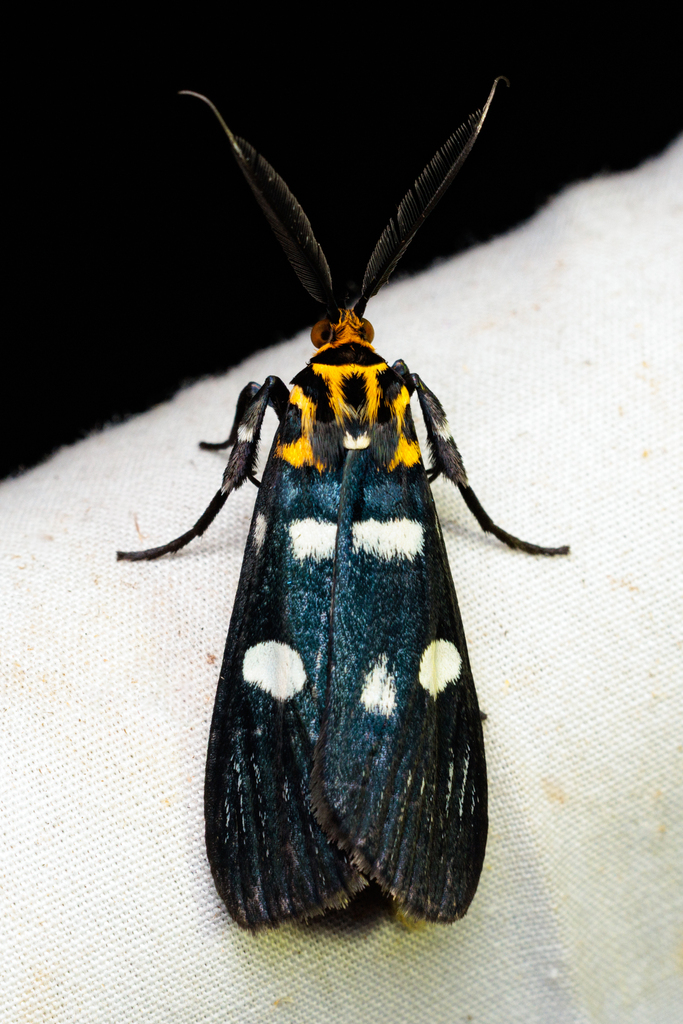 Vitessa pyraliata
