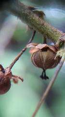Phyllanthus salviifolius
