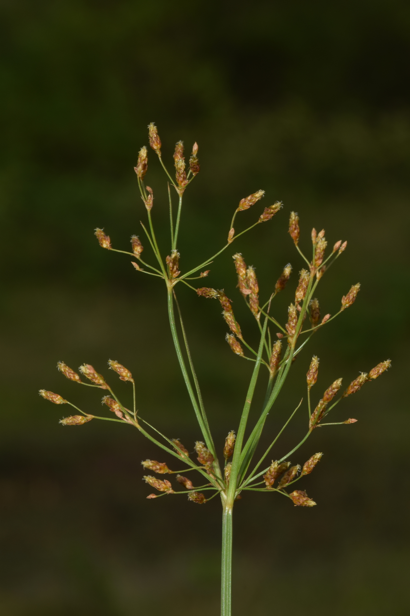 Fimbristylis quinquangularis