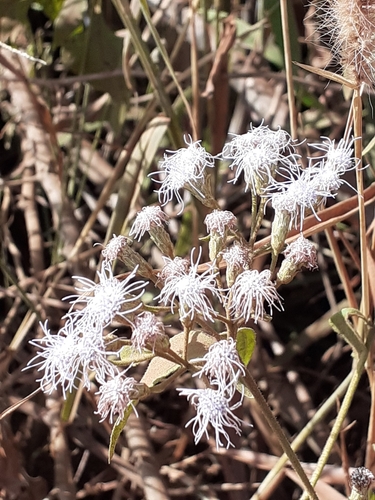 Siam weed