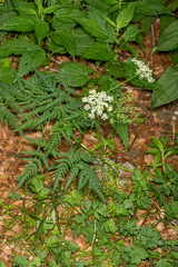 Chaerophyllum aureum