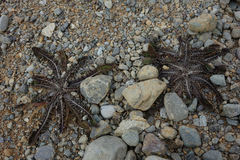 Sonchus novae-zelandiae