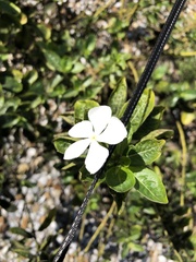 Catharanthus roseus image