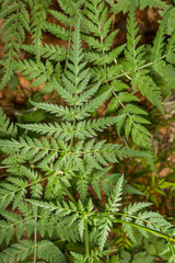 Chaerophyllum aureum