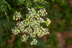 Chaerophyllum aureum