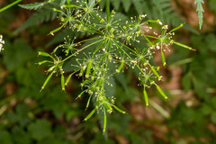 Chaerophyllum aureum