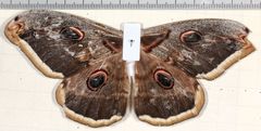 Saturnia pyri
