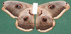 Saturnia pyri
