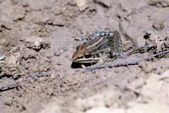 Leptodactylus plaumanni