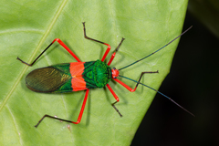 Paryphes