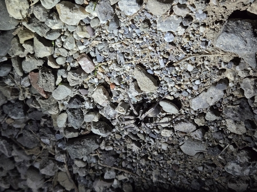 iNaturalist observation photo of False Tarantula