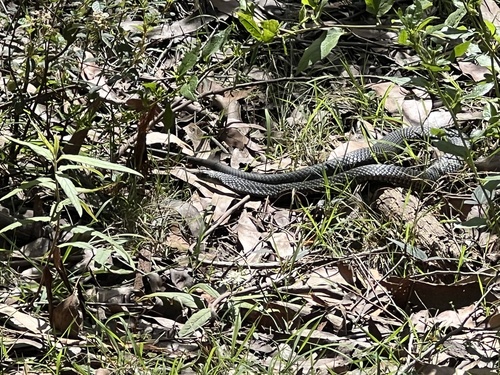 Lowlands Copperhead sighting