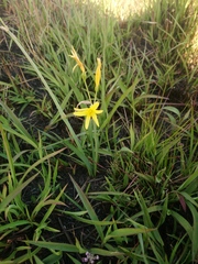 Cyrtanthus breviflorus