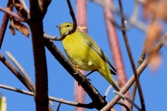 Leiothlypis celata lutescens