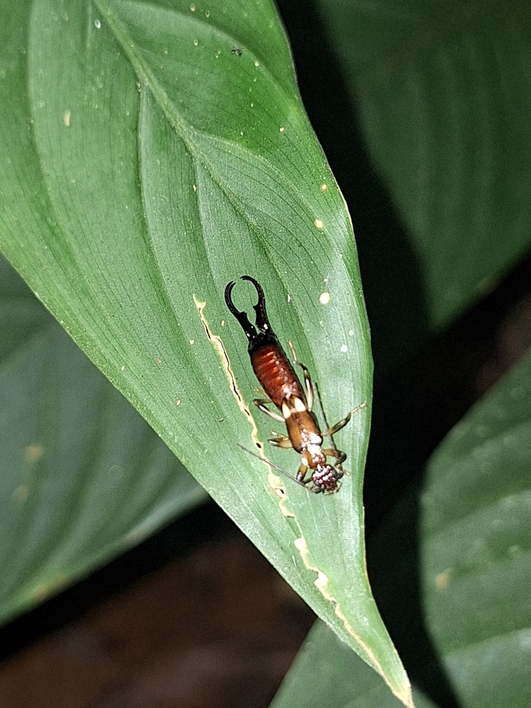 Purex staudingeri