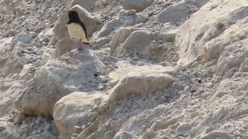 Hume's Wheatear (Oenanthe albonigra), photo 4