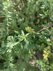 Antherothamnus pearsonii